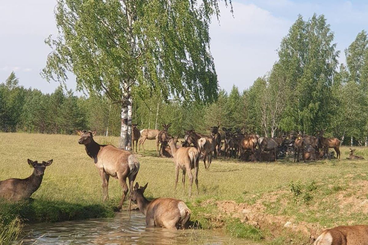 Конный тур «Будни в деревне»