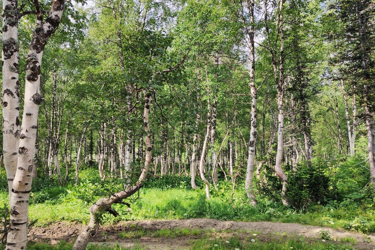 Экспресс тур на Ивановские озера
