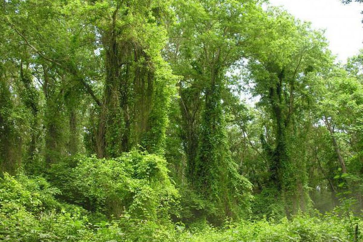 Самурский (лиановый) лес