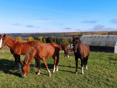 Верхом по землям древнего Галича