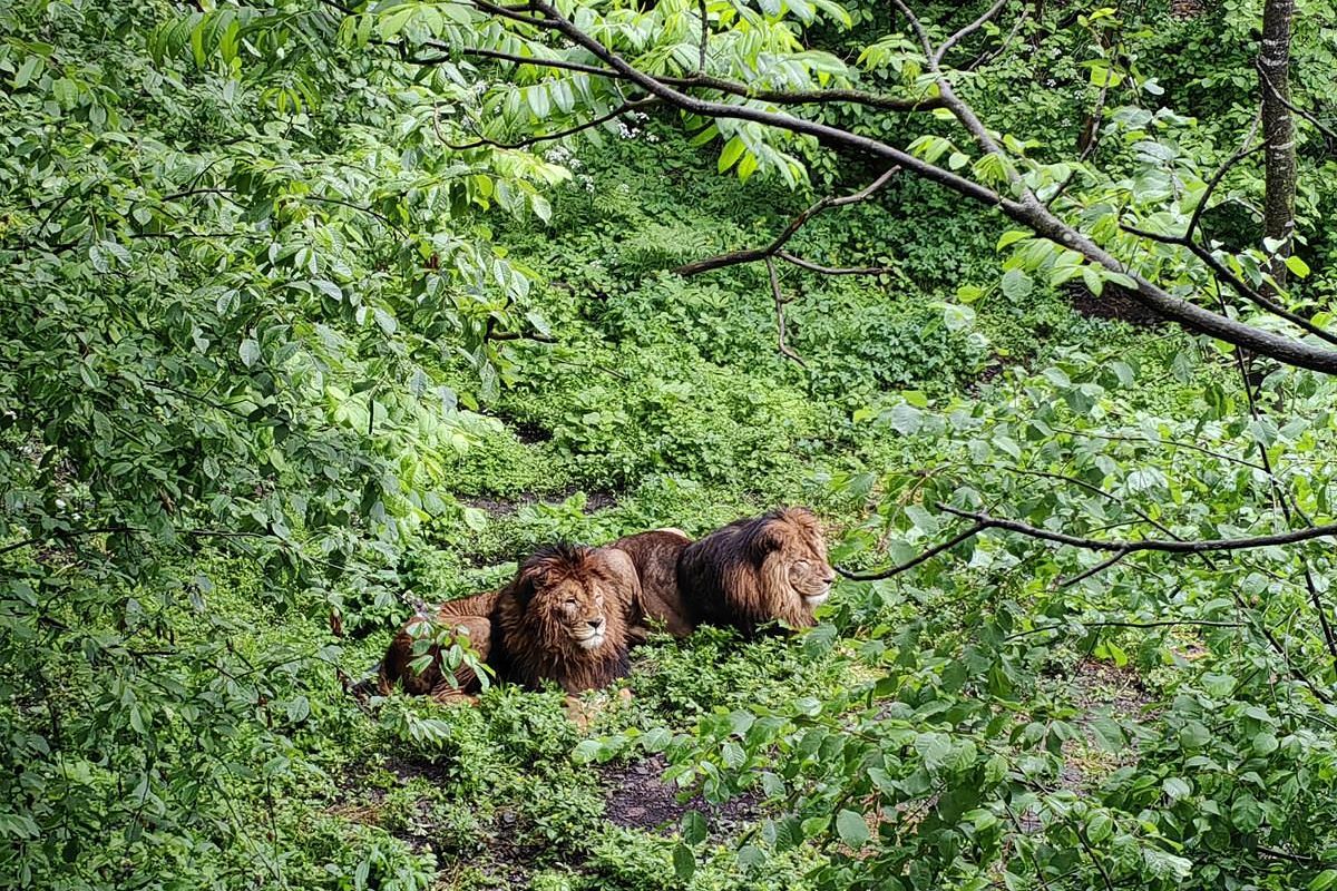 Экскурсия в Приморский Сафари-парк